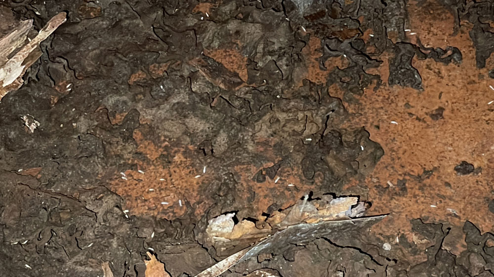 台中除白蟻推薦